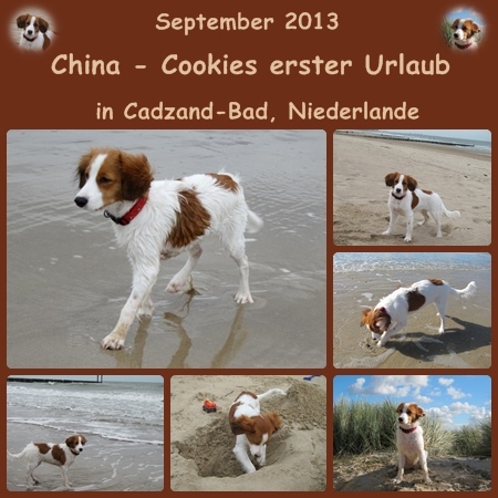 Kooikerhondje von der Spessartrose