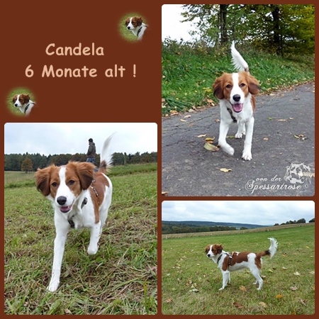 Kooikerhondje von der Spessartrose