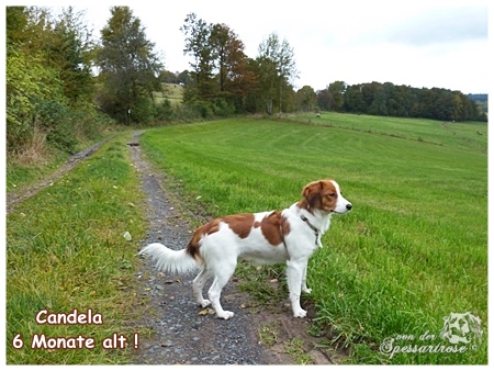 Kooikerhondje von der Spessartrose