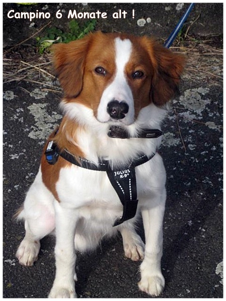 Kooikerhondje von der Spessartrose