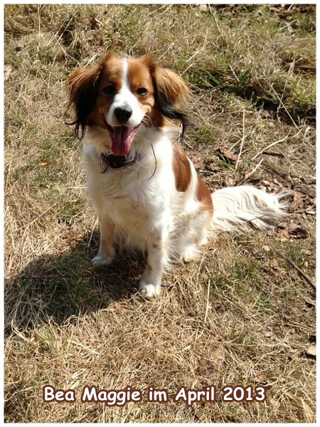 Kooikerhondje von der Spessartrose