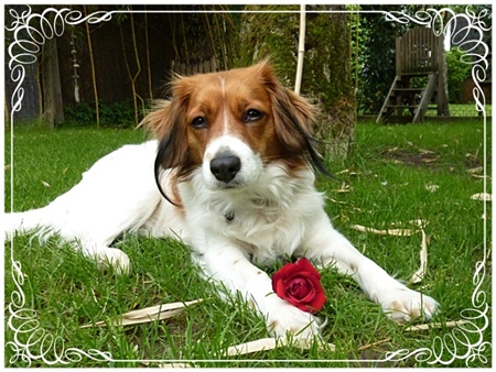 Kooikerhondje Aennie Comtesse von der Spessartrose