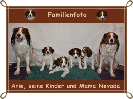 Kooikerhondje von Spessartrose