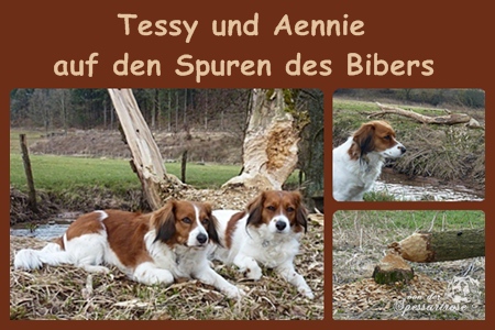 Kooikerhondje von der Spessartrose