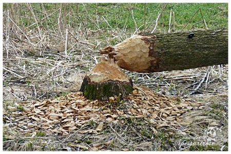 Kooikerhondje von der Spessartrose