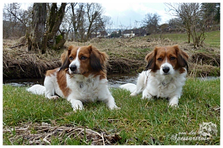 Kooikerhondje von der Spessartrose