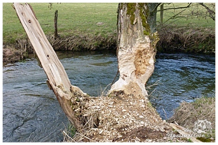 Kooikerhondje von der Spessartrose