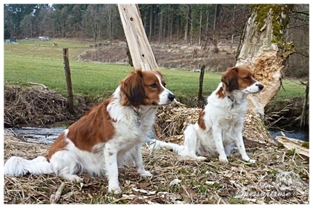 Kooikerhondje von der Spessartrose