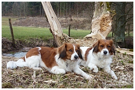 Kooikerhondje von der Spessartrose