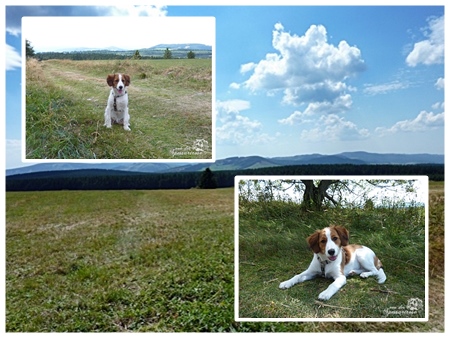 Kooikerhondje von der Spessartrose