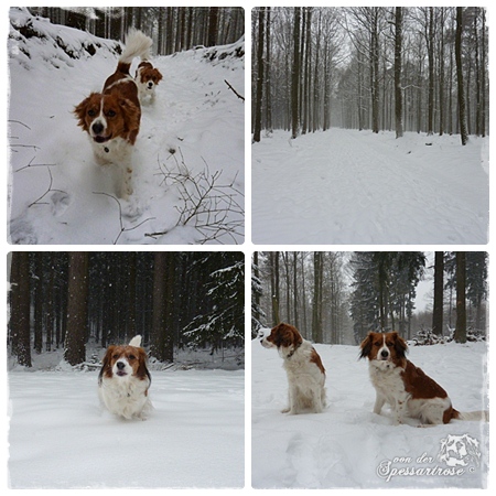 Kooikerhondje von der Spessartrose