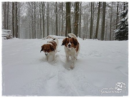 Kooikerhondje von der Spessartrose