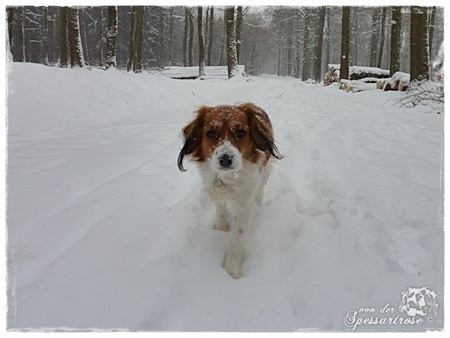 Kooikerhondje von der Spessartrose