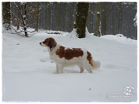 Kooikerhondje von der Spessartrose