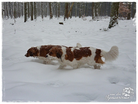 Kooikerhondje von der Spessartrose