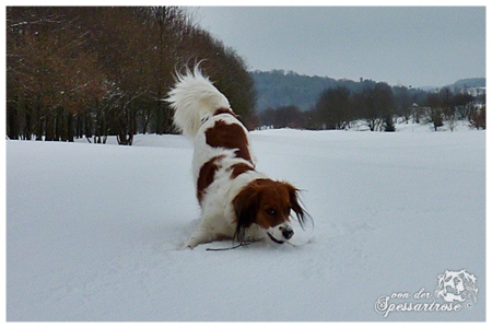 Kooikerhondje von der Spessartrose