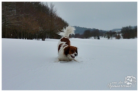 Kooikerhondje von der Spessartrose