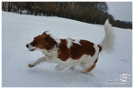 Kooikerhondje von der Spessartrose