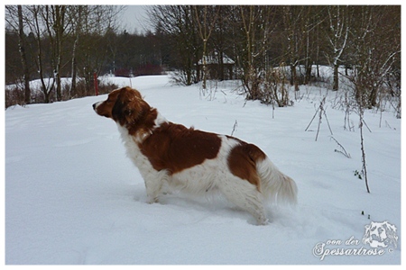 Kooikerhondje von der Spessartrose