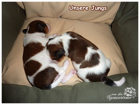 Kooikerhondje von der Spessartrose