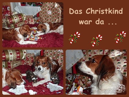 Kooikerhondje von der Spessartrose