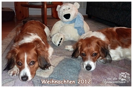 Kooikerhondje von der Spessartrose