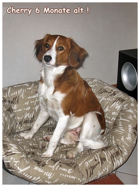 Kooikerhondje von der Spessartrose