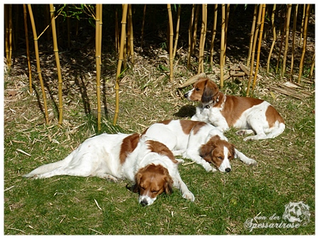 Kooikerhondje von der Spessartrose