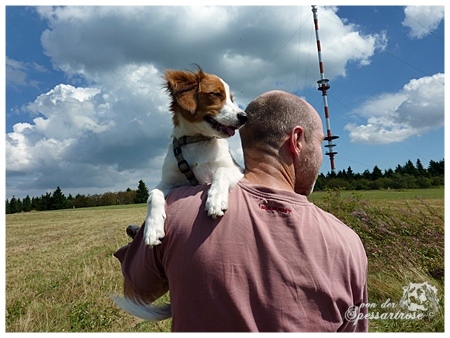 Kooikerhondje von der Spessartrose