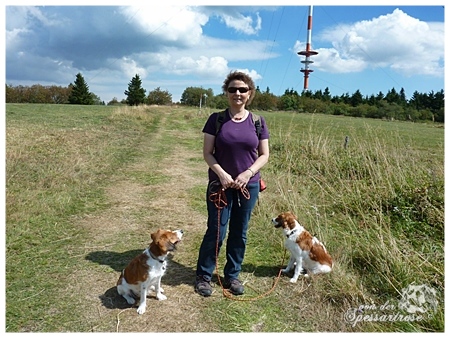 Kooikerhondje von der Spessartrose