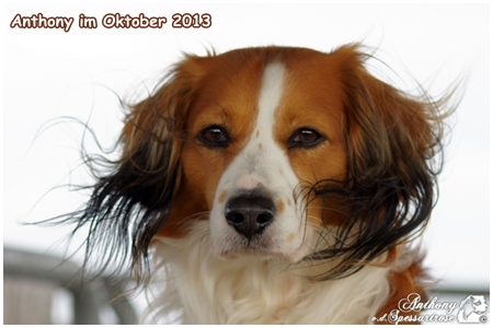 Kooikerhondje von der Spessartrose