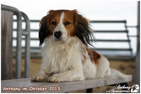 Kooikerhondje von der Spessartrose