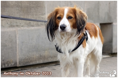 Kooikerhondje von der Spessartrose