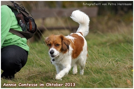 Kooikerhondje von der Spessartrose