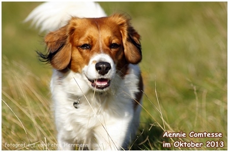 Kooikerhondje von der Spessartrose