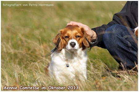 Kooikerhondje von der Spessartrose