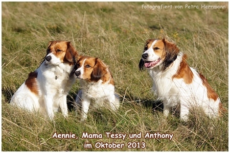 Kooikerhondje von der Spessartrose