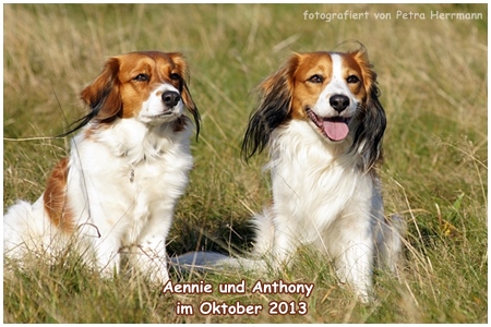 Kooikerhondje von der Spessartrose