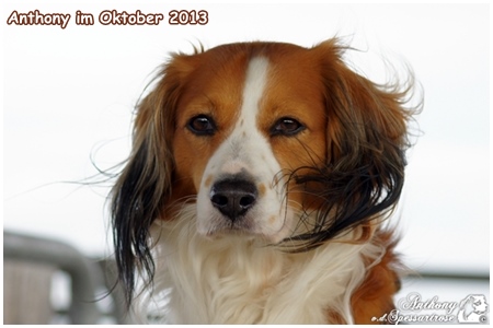 Kooikerhondje von der Spessartrose