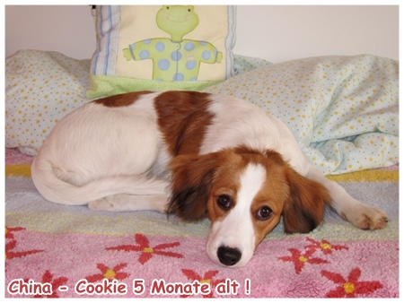 Kooikerhondje von der Spessartrose