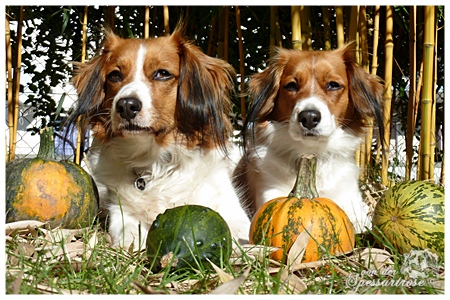 Kooikerhondje von der Spessartrose