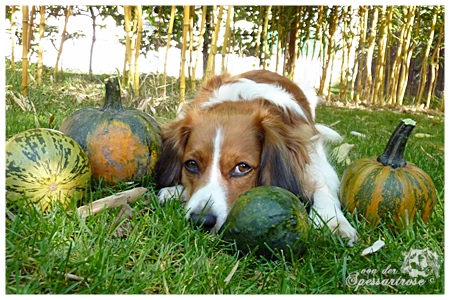 Kooikerhondje von der Spessartrose