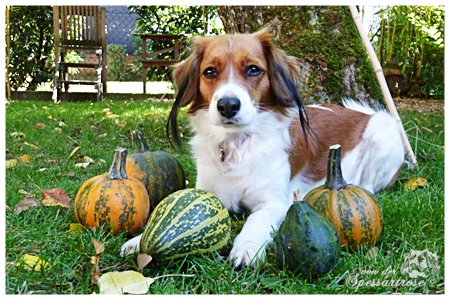 Kooikerhondje von der Spessartrose