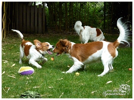 Kooikerhondje von der Spessartrose