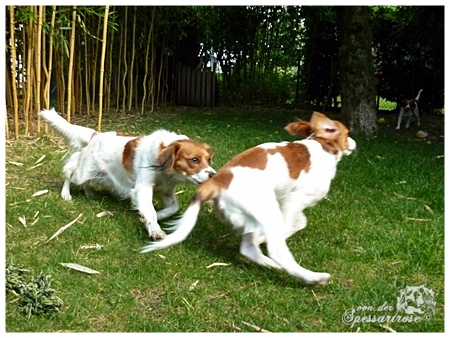 Kooikerhondje von der Spessartrose