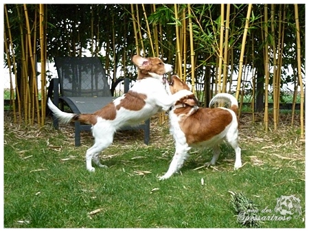 Kooikerhondje von der Spessartrose