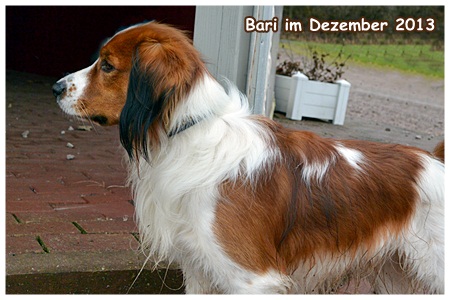 Kooikerhondje von der Spessartrose