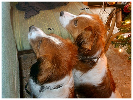 Kooikerhondje von der Spessartrose