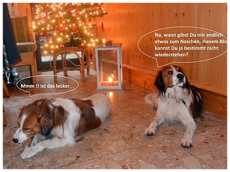 Kooikerhondje von der Spessartrose