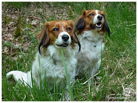 Kooikerhondje von der Spessartrose